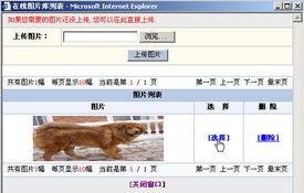 中國名犬網自助建站建站平臺